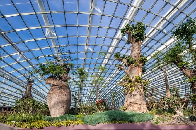 Cloud Forest + Supertree Observatory - Exploring the Supertree Observatory