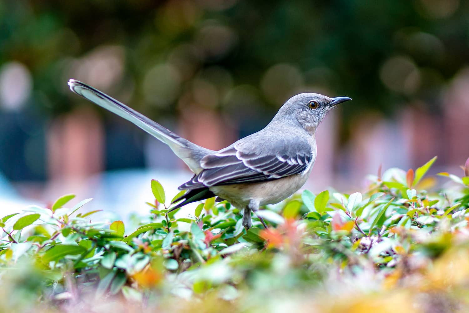 Best cloud storage for photographers bird on a boxwood bush