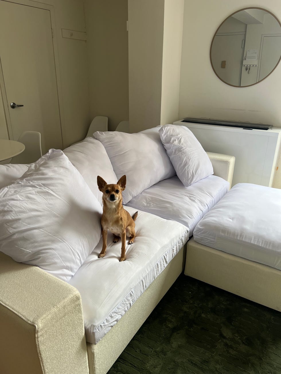 a dog standing on a stripped couch