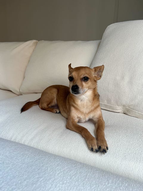 a dog lying on a couch